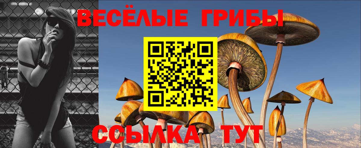 Псилоцибиновые грибы Cubensis Сокол